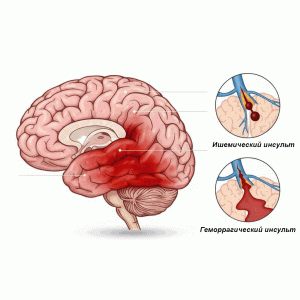 Анатомия мозга человека, отделы мозга и кровеносные сосуды.